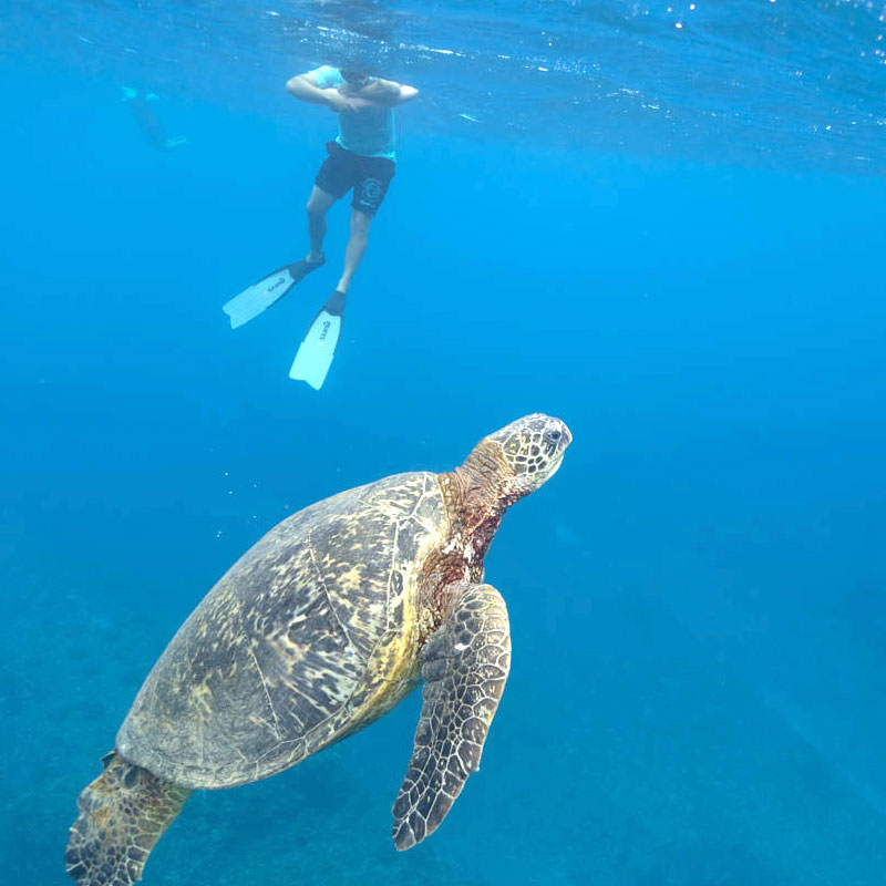 DAY_swim-with-Turtle_sq