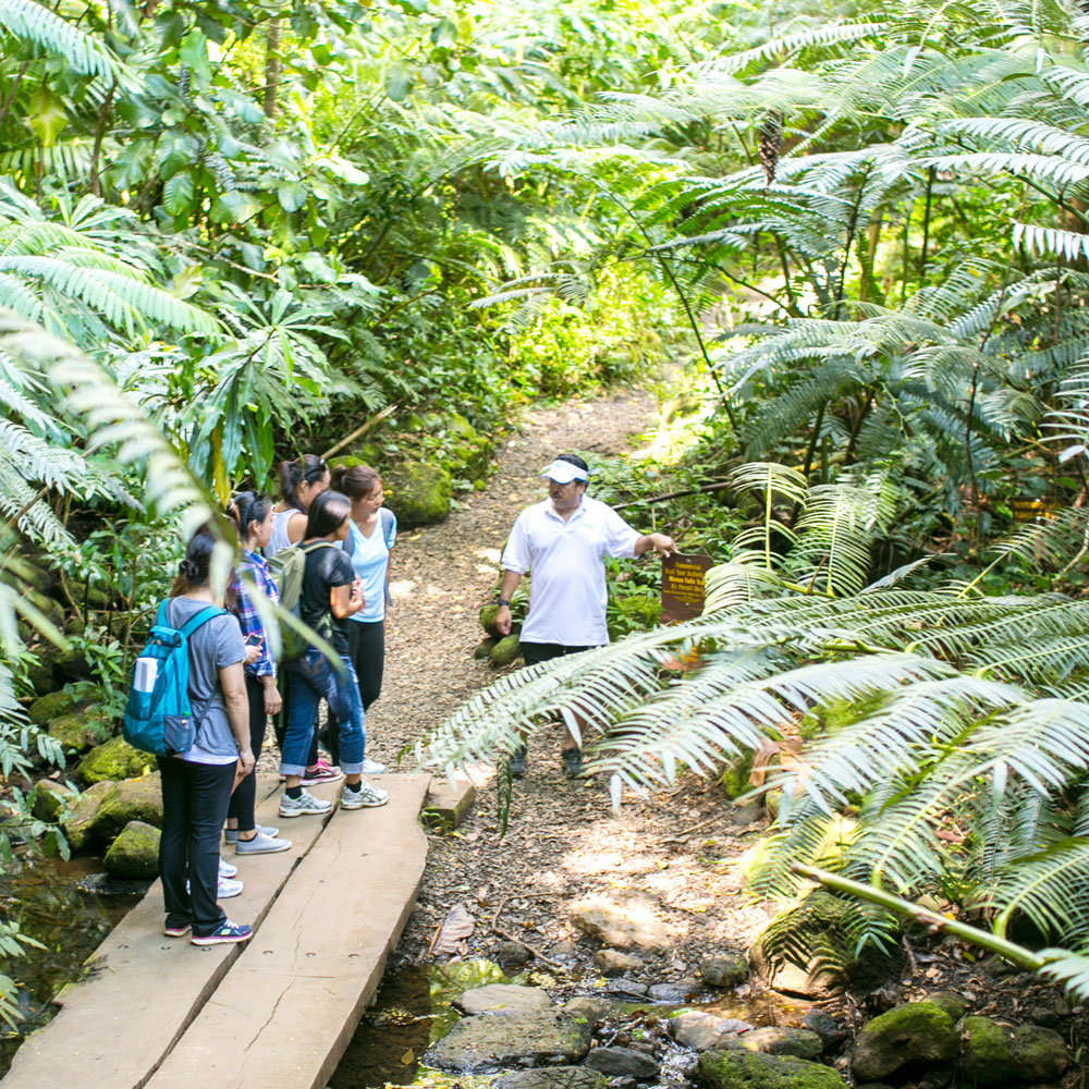 Guided rainforest hike