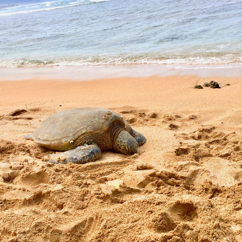 Circle Island tour Puaena Point