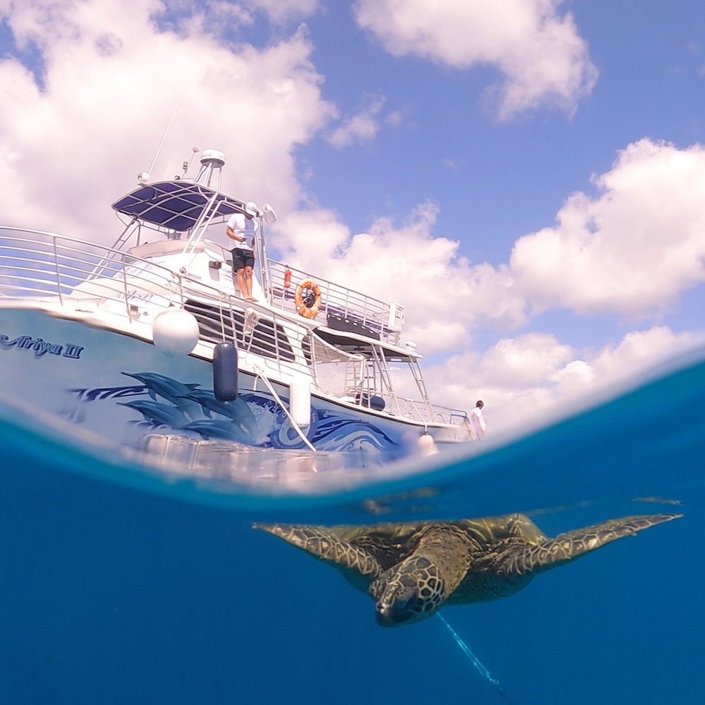 Hawaiian sea turtles