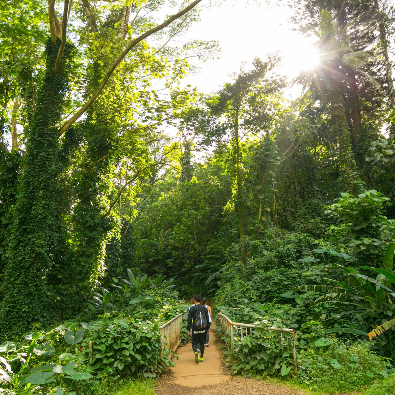 Manoa valley hike