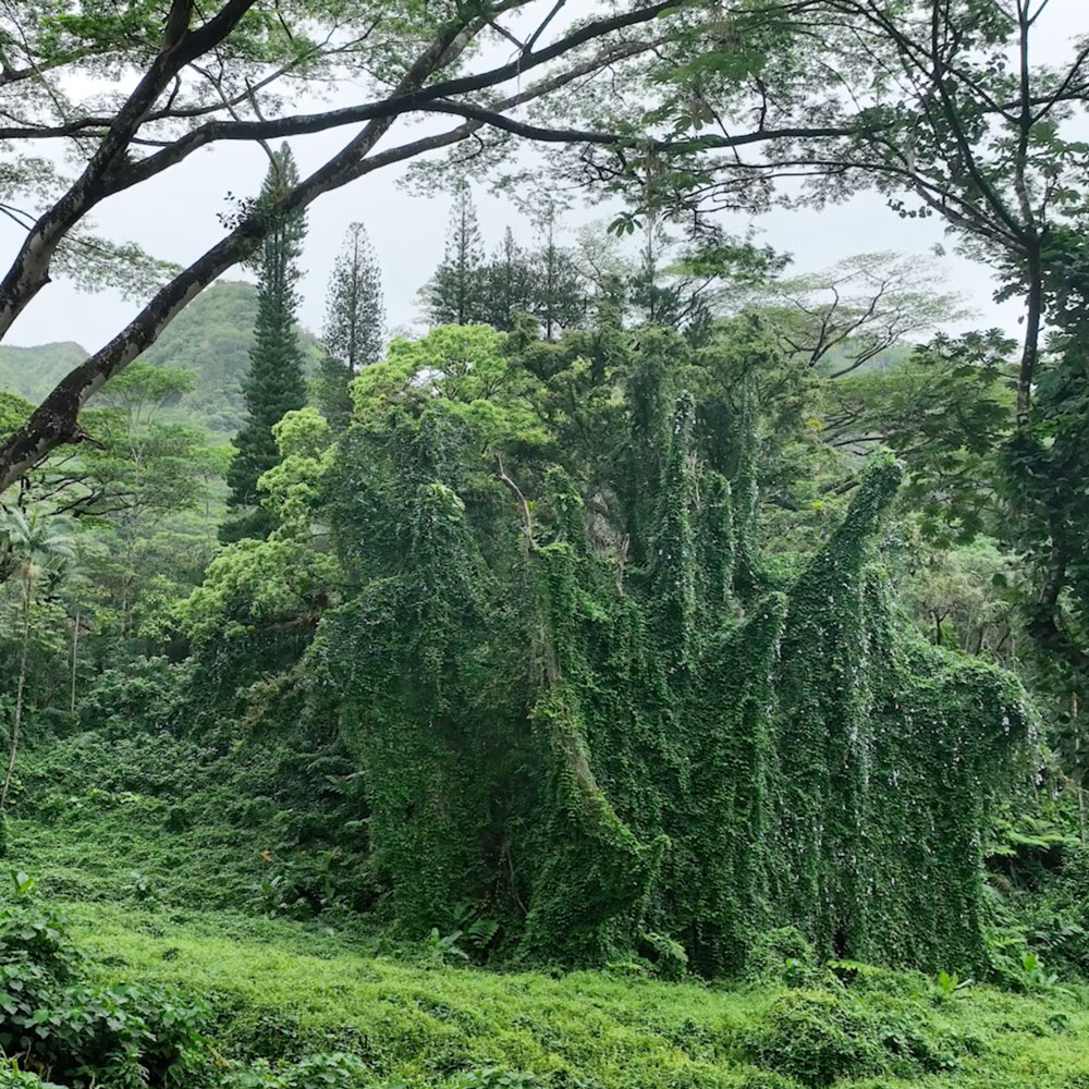 Manoa valley