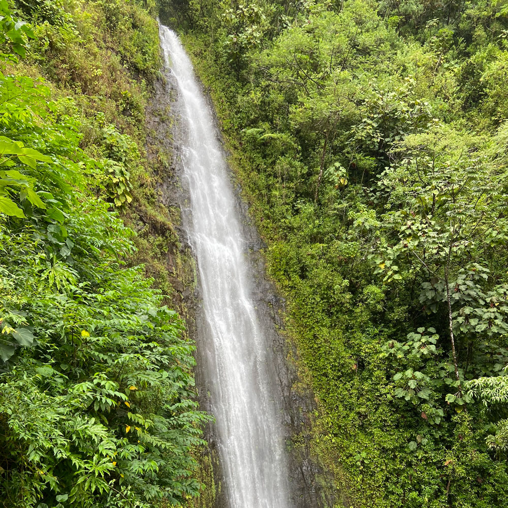 Manoa waterfall hiking