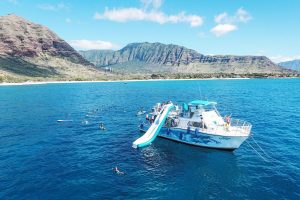 Why Spinner Dolphins Love Oahu West Coast