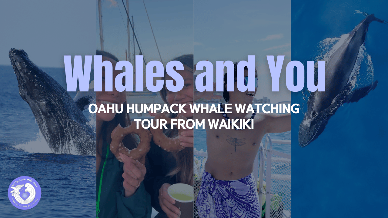 oahu humpback whale watching video