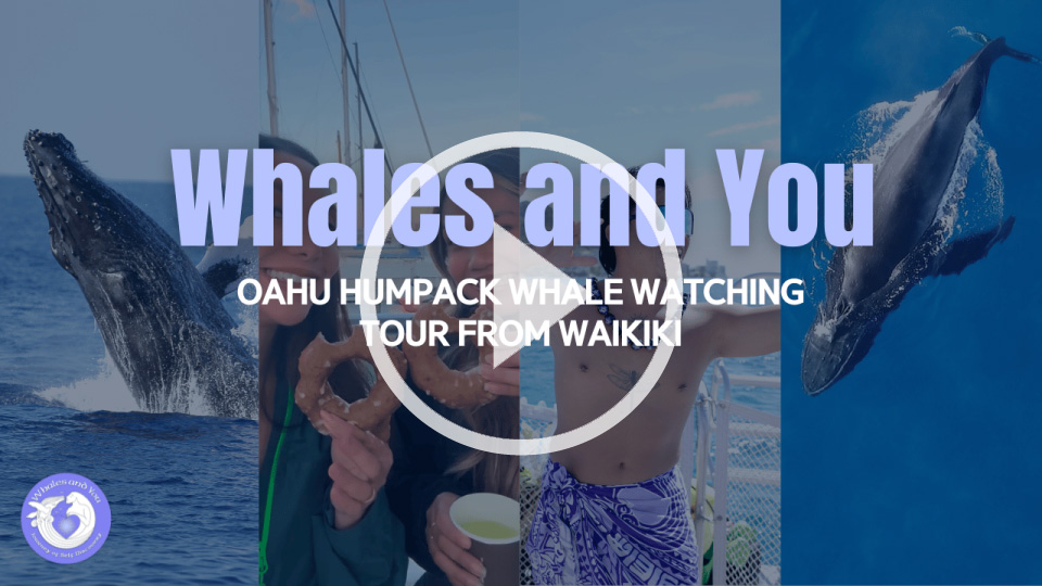 Whales and You video play
