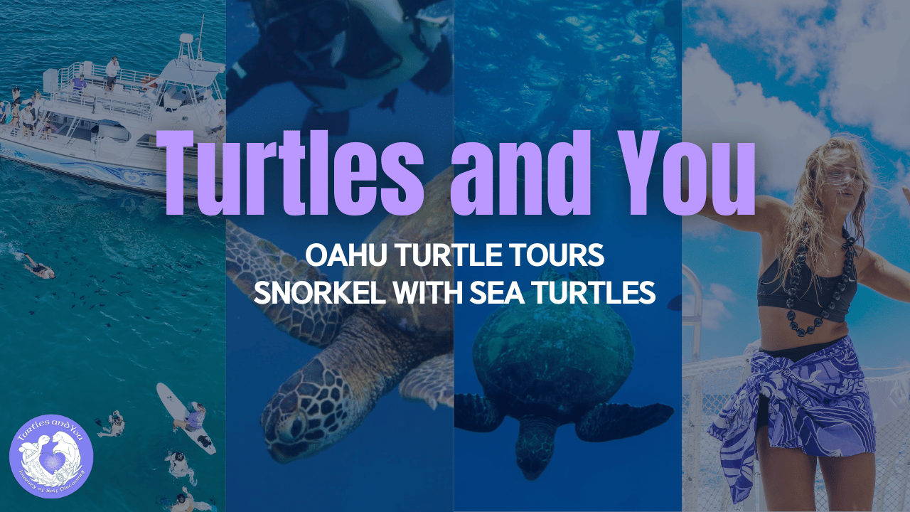 Waikiki Turtle snorkeling video