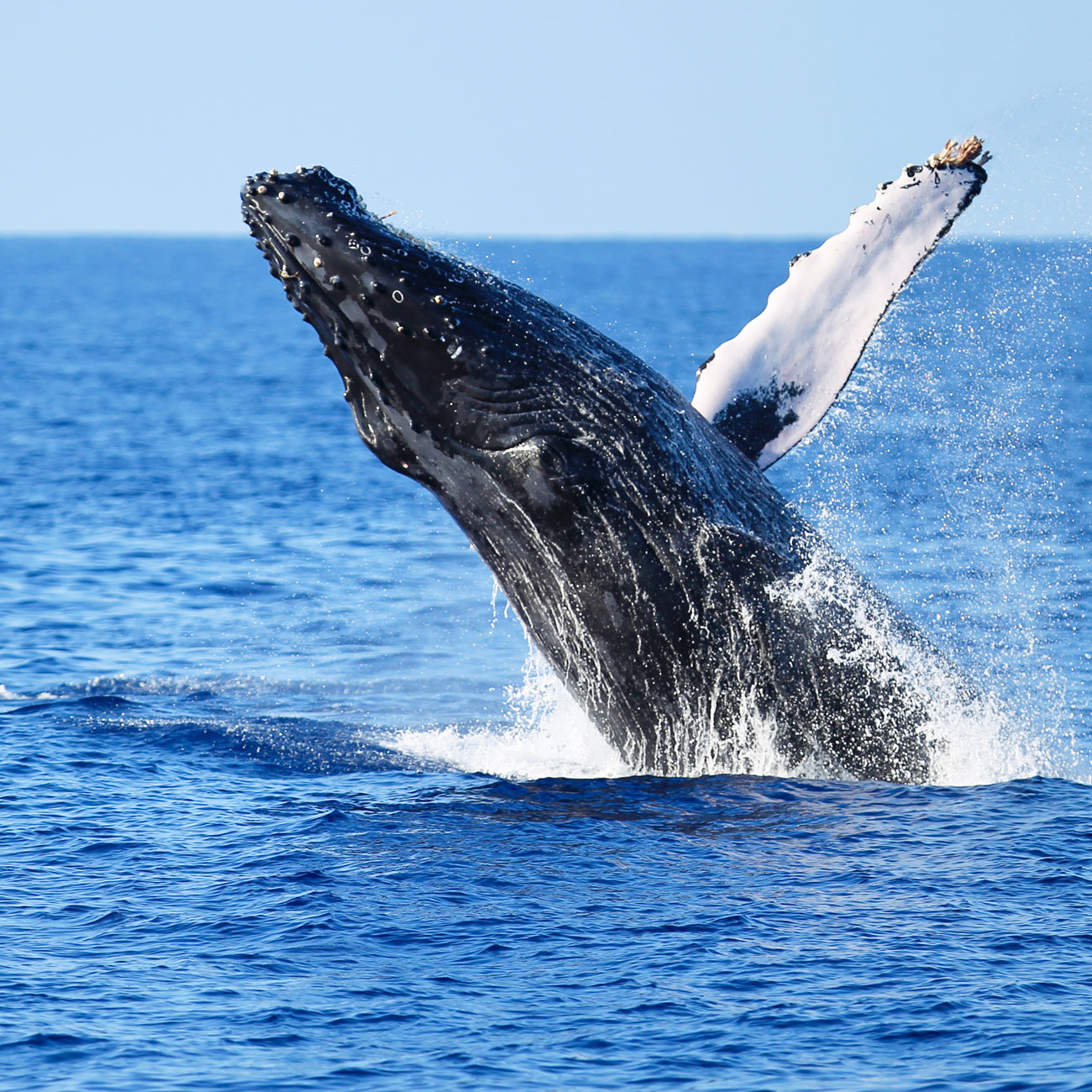 Humpback whale breaching Waikiki