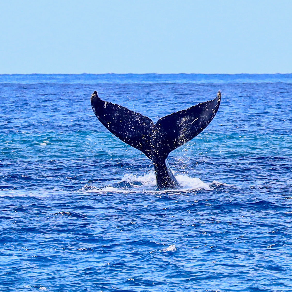 Humpback whale tale