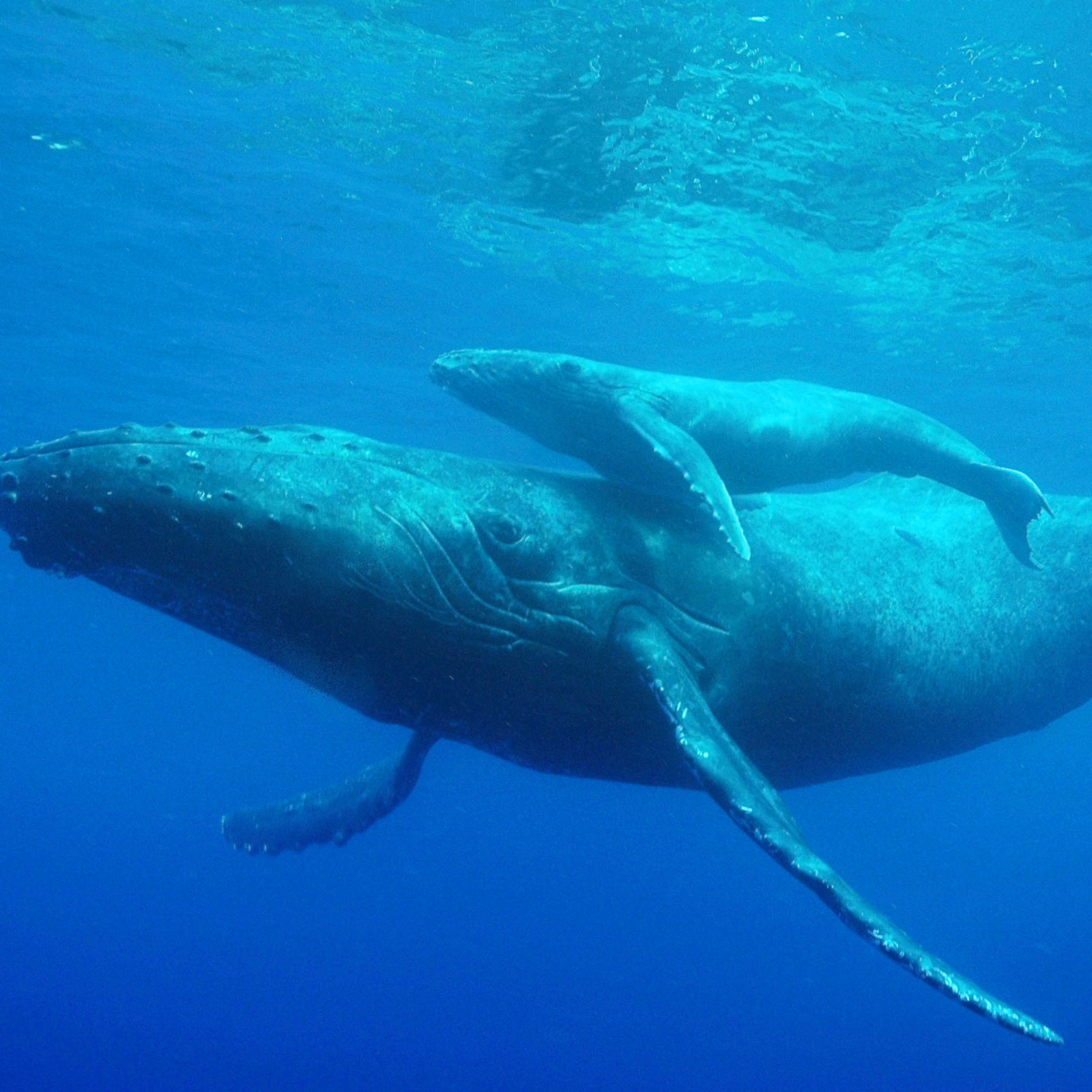 Humpback whale Mother and chiild