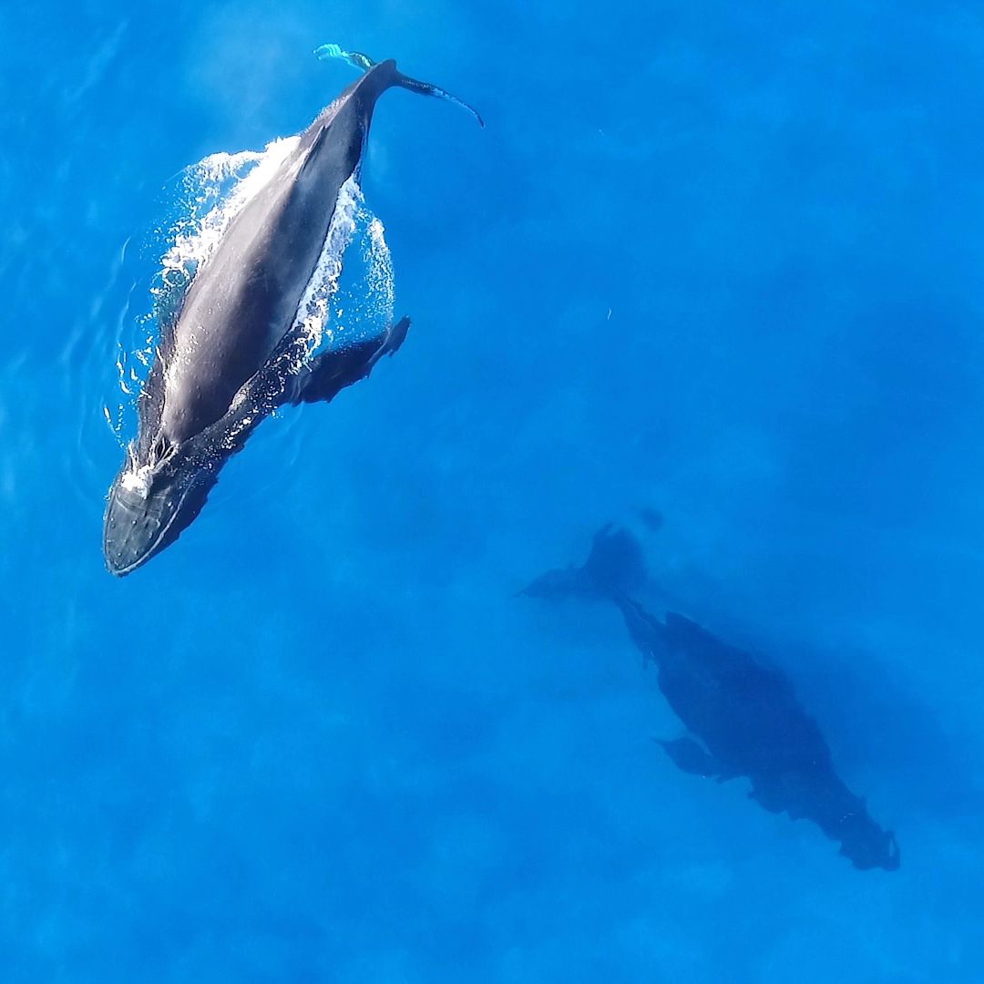 whale watching in Oahu