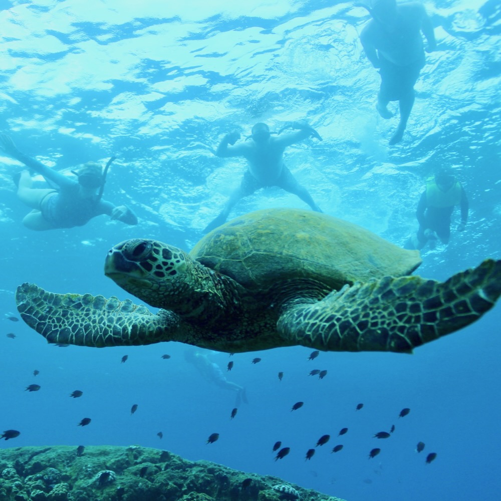 Hawaiian Sea Turtles