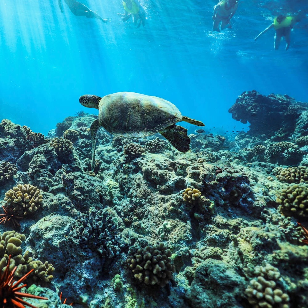 Waikiki Turtle Canyon