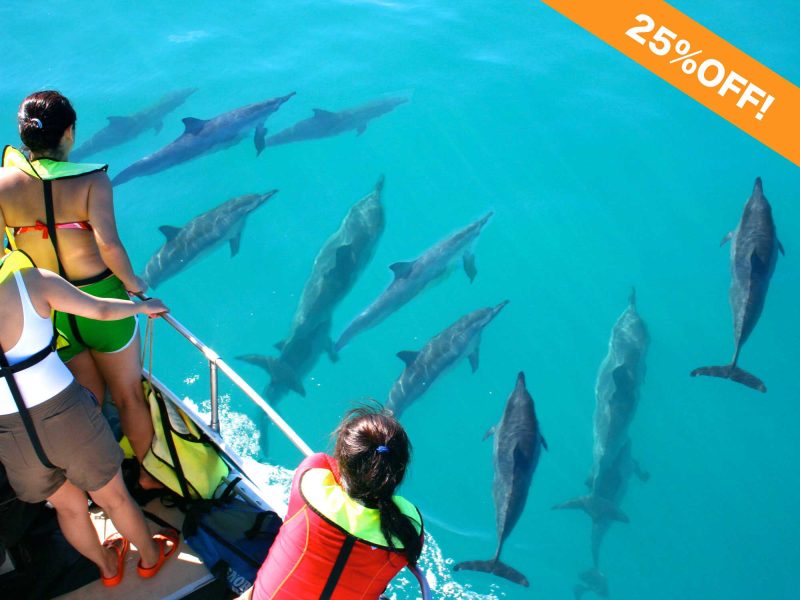 Discounted Oahu Dolphin Watching Tour