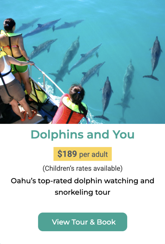 Dolphin watching in Hawaii