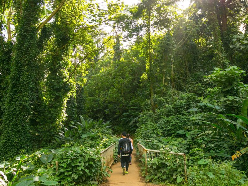 Manoa Valley hike