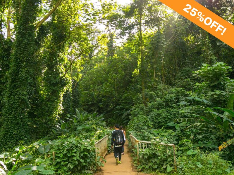 Discounted Manoa Falls hiking