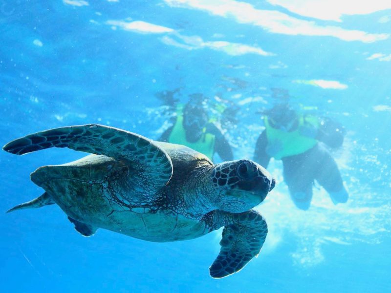 Turtle snorkeling in Oahu