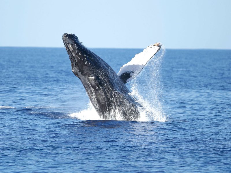 Whale watching in Oahu