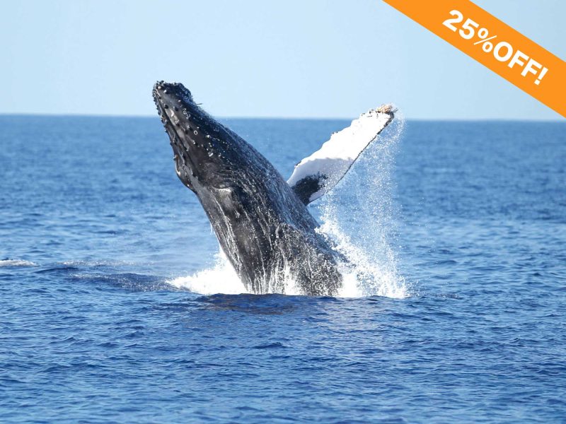 Discounted Whale watching in Oahu