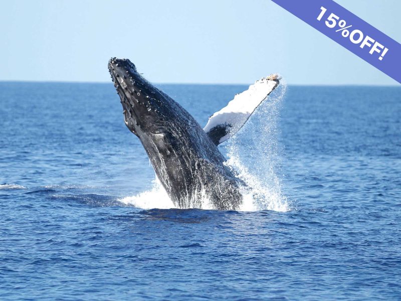 Discounted Whale watching in Oahu