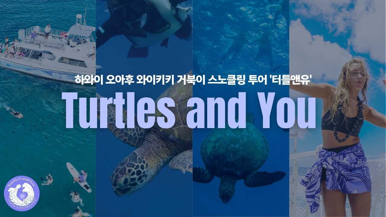 거북이 스노클링 터틀앤유