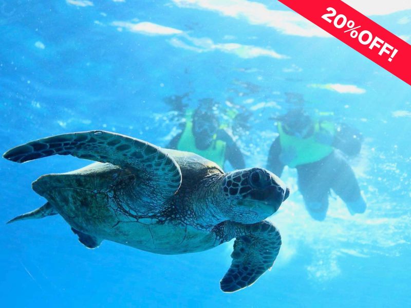 Discounted Waikiki Turtle snorkeling tour