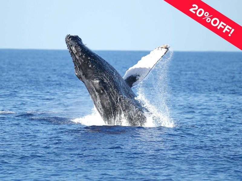 Discounted Whale watching in Oahu