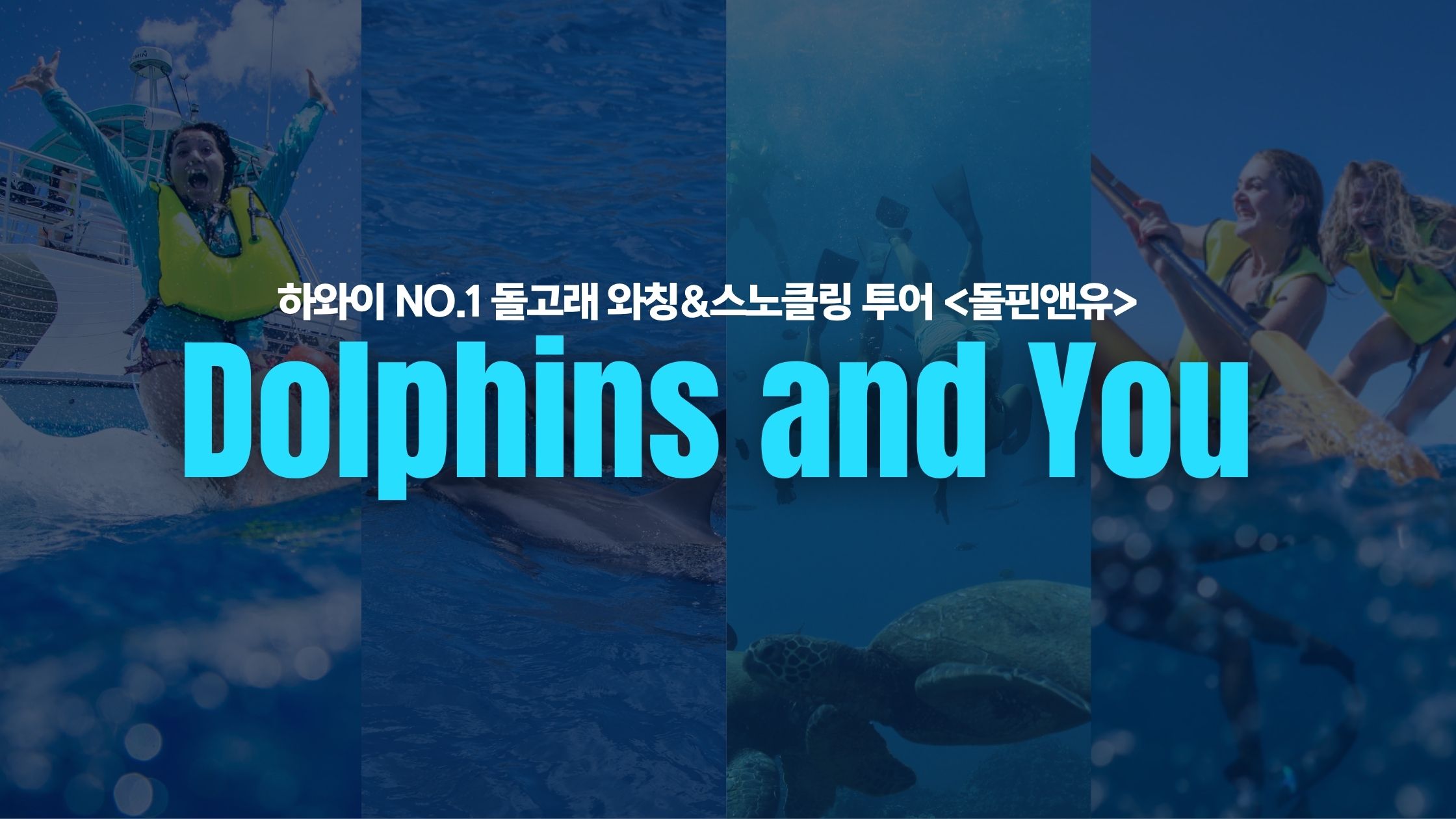 돌핀앤유 dolphins and you