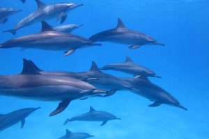 15 Fascinating Facts About Hawaiian Dolphins