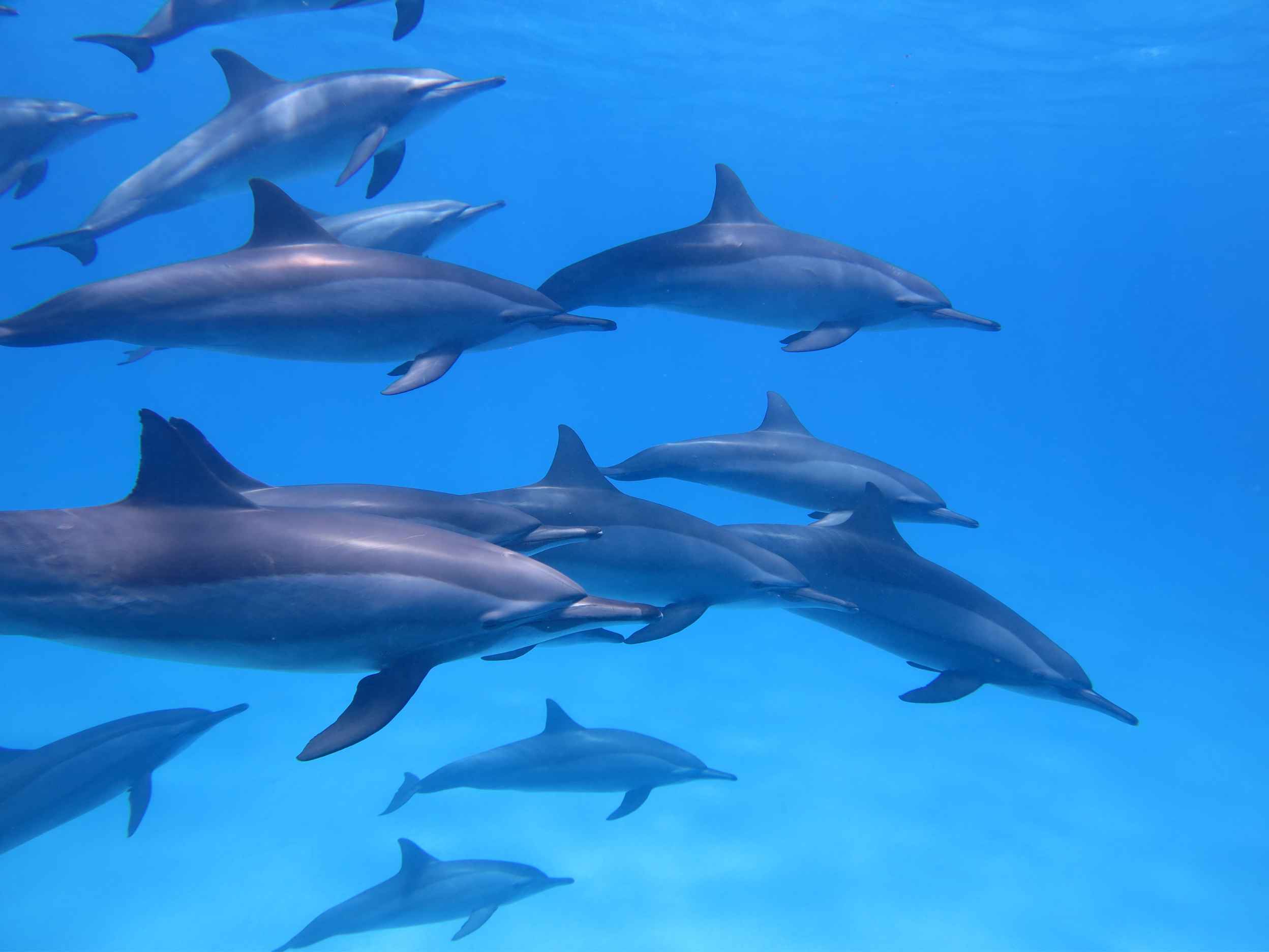 You are currently viewing 15 Fascinating Facts About Hawaiian Dolphins