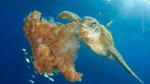 What Green Sea Turtles Eat | Honu Feeding Habits