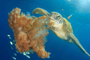 What Green Sea Turtles Eat | Honu Feeding Habits