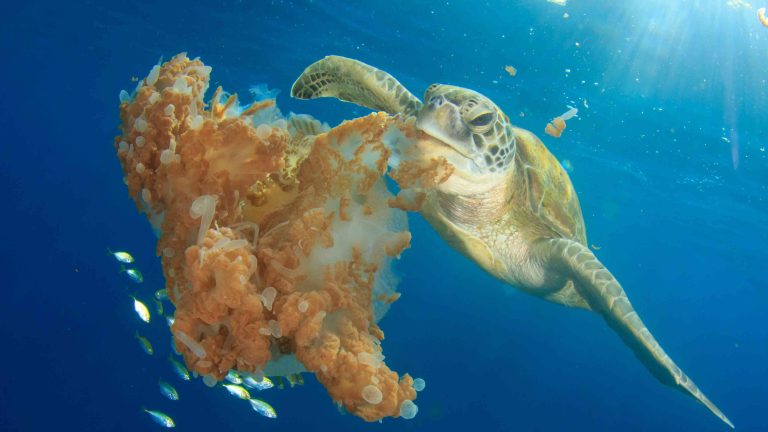 What Green Sea Turtles Eat | Honu Feeding Habits
