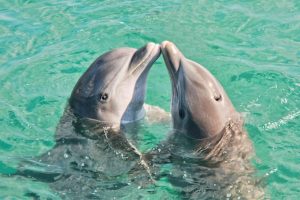 Do Dolphins Have Names for Each Other?