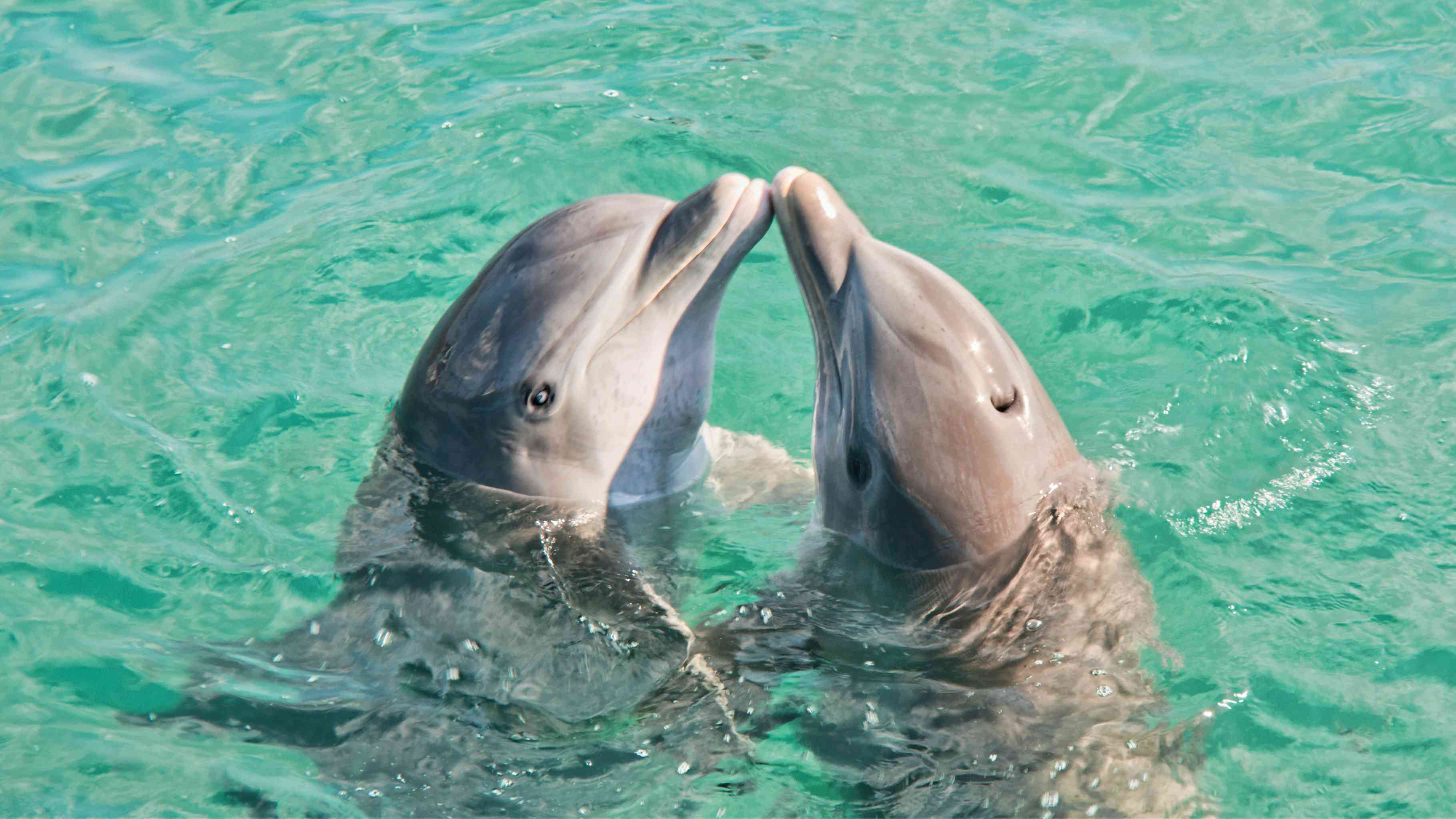 You are currently viewing Do Dolphins Have Names for Each Other?