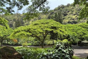 What to Expect from Kaʻapuni o Waimea Program at Waimea Valley