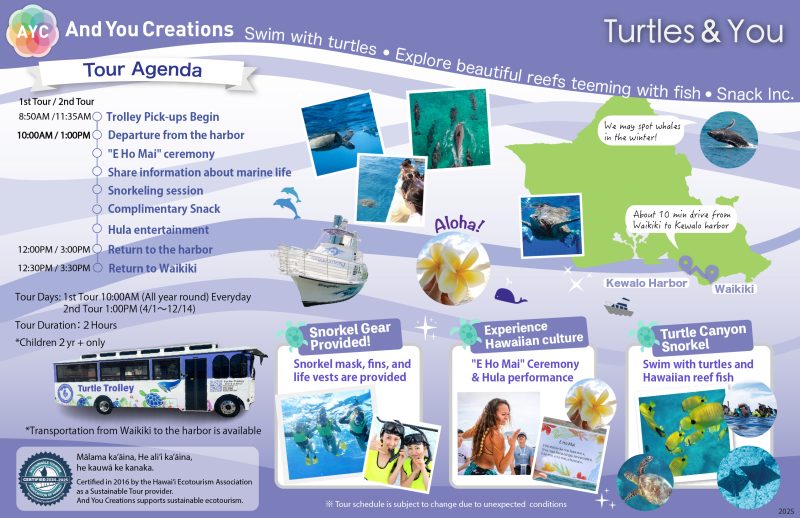 Turtles and You back