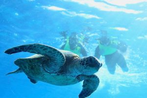 ハワイのウミガメとの遭遇率90％以上！タートルキャニオンの魅力とは