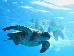 oahu turtle snorkeling