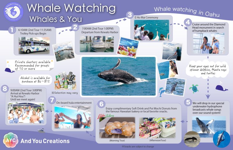 Whale watching in Hawaii