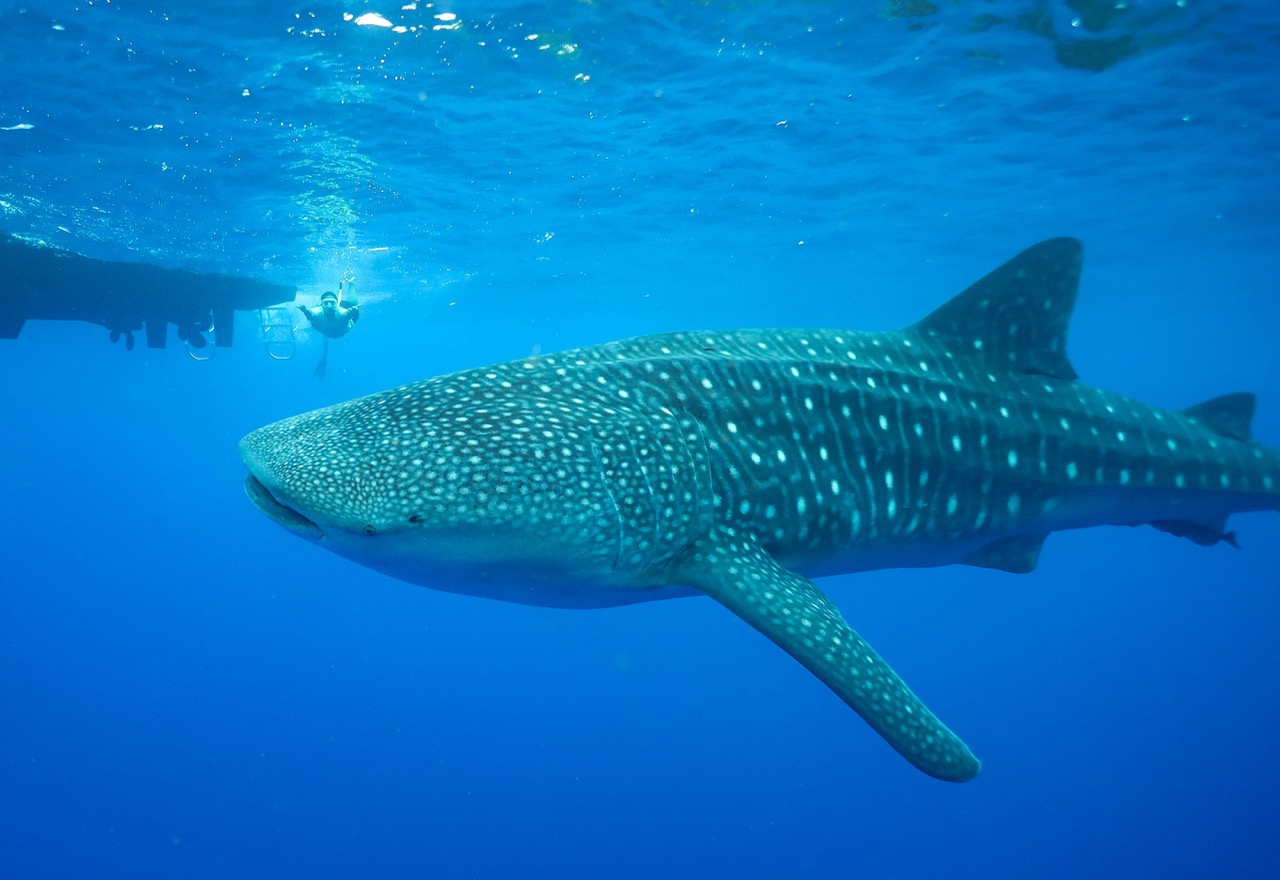 You are currently viewing Whale Sharks Exist in Hawaii – And We Just Saw One!