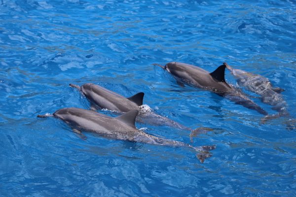 Oahu Dolphin Tour-Dolphins and You